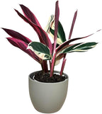 Live Plant Stromanthe Triostar, Pet-Friendly, Tricolor Prayer Plant, 12-16" Tall, Indoor Plant, Easy to Care, Rare Plant, 4.7 inch Decorative Pot (Slate)