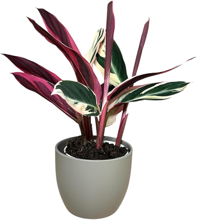 Live Plant Stromanthe Triostar, Pet-Friendly, Tricolor Prayer Plant, 12-16" Tall, Indoor Plant, Easy to Care, Rare Plant, 4.7 inch Decorative Pot (Slate)