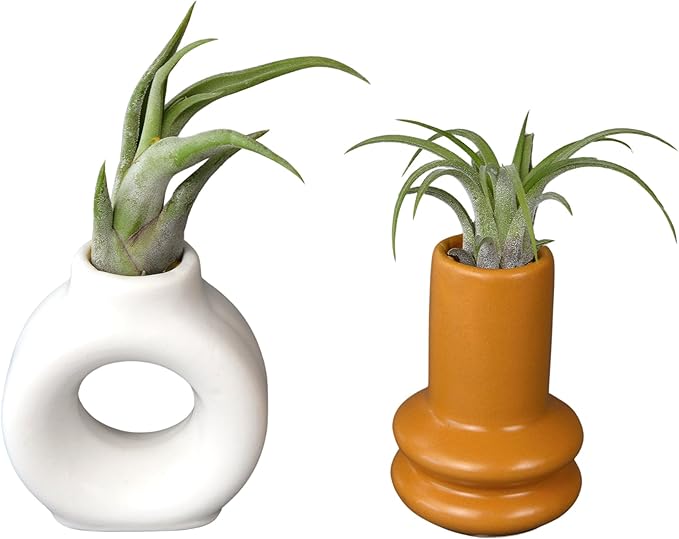 Live Air Plants with Decorative White & Orange Air Plant Holder Duo (2-Pack), Easy Plant Gift, Non-Toxic Pet Friendly Plants, Air Plants Live Plants in Small Plant Pots, Home Decor by Plants for Pets