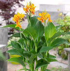 10pcs Canna Lily Seeds Canna x Generalis Cleopatra Ornamental Plant Seeds Home Garden