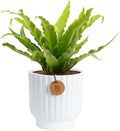 Costa Farms Bird's Nest Fern Live Plant in Decorative Pot, Air Purifying Indoor Houseplant, Perfect for Home, Room, or Office Decor, Great House Warming or Birthday Gift, 12-18 Inches Tall