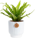 Costa Farms Bird's Nest Fern Live Plant in Decorative Pot, Air Purifying Indoor Houseplant, Perfect for Home, Room, or Office Decor, Great House Warming or Birthday Gift, 12-18 Inches Tall