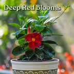 Live Dipladenia Mandevilla Plant - Red Dipladenia Bush - 14 inch Overall Height - 6 inch Planter Pot (1 Gallon) - Tropical Plants of Florida (Plant Only)