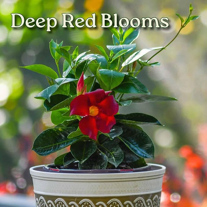 Live Dipladenia Mandevilla Plant - Red Dipladenia Bush - 14 inch Overall Height - 6 inch Planter Pot (1 Gallon) - Tropical Plants of Florida (Plant Only)