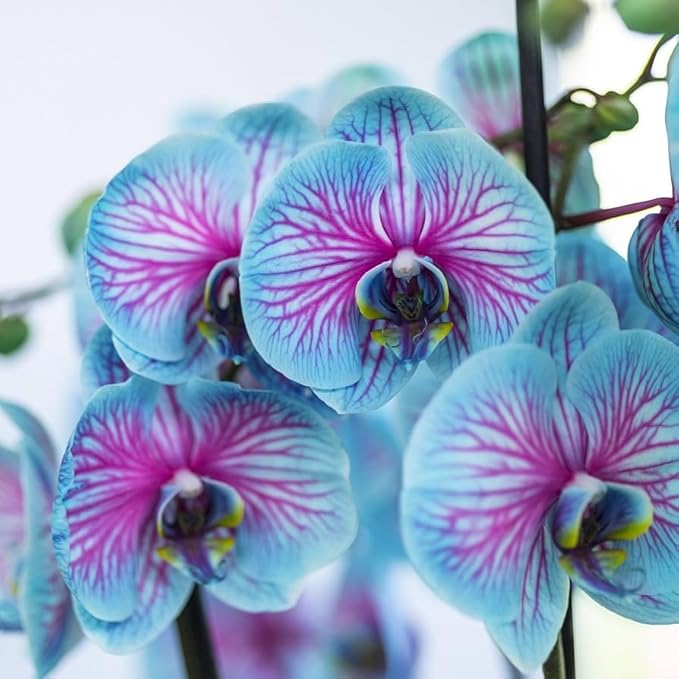 100 Orchid Flower, Rare Phalaenopsis Orchid Seeds, Blue & Pink Perennial Flower Seeds for Planting, Exotic Indoor & Outdoor Orchid Plants