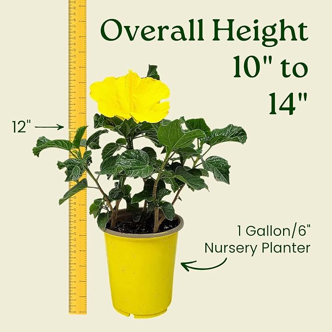 Tropical Plants of Florida - Yellow Hibiscus Bush Dwarf - 10" to 12" Overall Height - 1 Gallon Planter