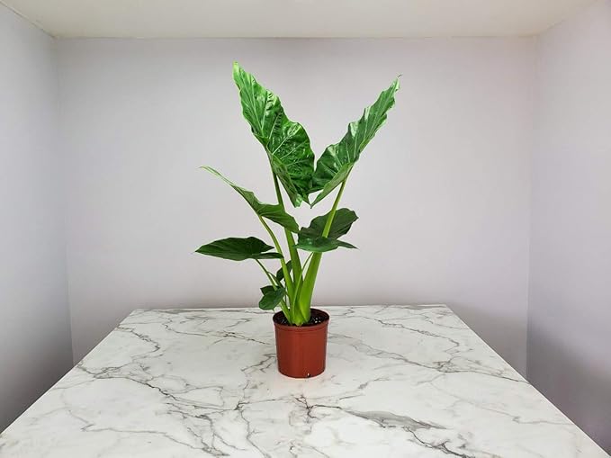 Tropical Plants of Florida Alocasia Borneo Giant Live Plant 3 Gallon 10 Inch Nursery Pot, 36 to 44 Inch Tall Elephant Ear Plant, Large Tropical Indoor Outdoor Foliage