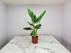 Tropical Plants of Florida Alocasia Borneo Giant Live Plant 3 Gallon 10 Inch Nursery Pot, 36 to 44 Inch Tall Elephant Ear Plant, Large Tropical Indoor Outdoor Foliage