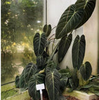 Melanochrysum Philodendron Plant Live, Rare Tropical Variegated Live Indoor Houseplant, Starter Plants No Pot, 5-9" in Tall
