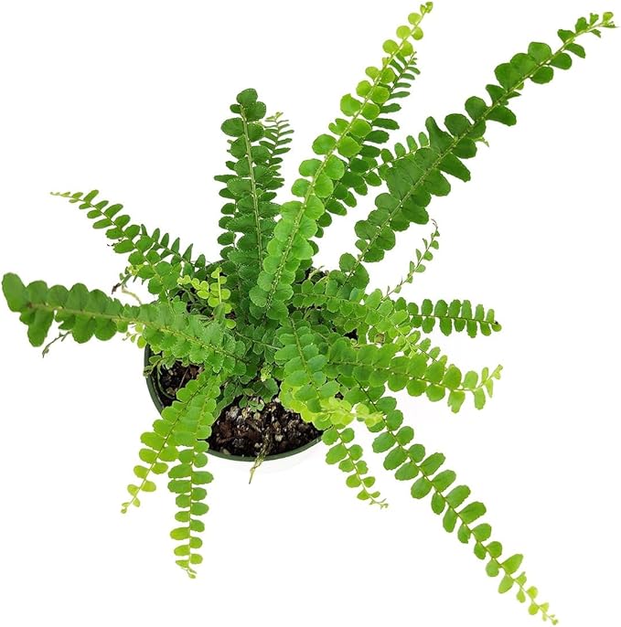 Fern Lemon Button Live Plant – Nephrolepis Cordifolia ‘Duffii’ – Pet Friendly Houseplant – Airy Compact Desk Plant (Nursery Pot, 6" Pot)