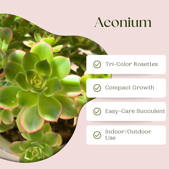 Easy Care Aeonium Plant Live 4” Pot, Rare Succulents Plants Live, Well Rooted, Easy Care House Plants (Green with Pink)