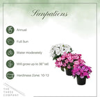 Live Flowering Sunpatiens - Grower's Choice Assorted Colors (3 Plants Per Pack), Beautiful Annual Summer Color, 10" Tall by 6" Wide in 1 Quart Pot