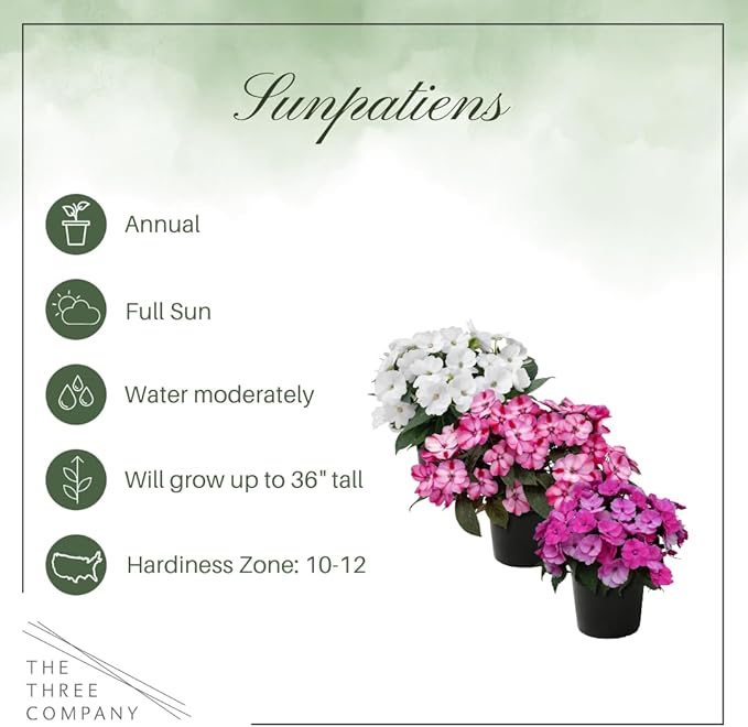 Live Flowering Sunpatiens - Grower's Choice Assorted Colors (3 Plants Per Pack), Beautiful Annual Summer Color, 10" Tall by 6" Wide in 1 Quart Pot