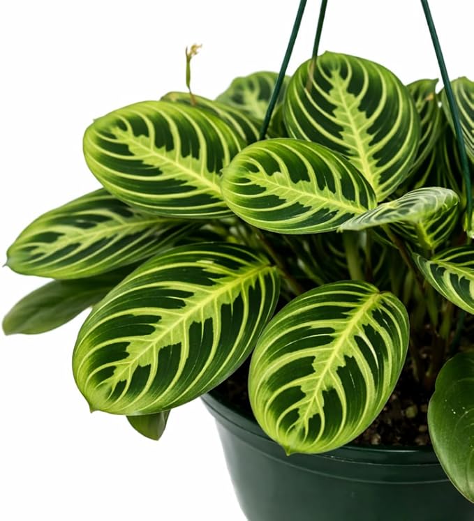 Maranta Lemon Lime Live Indoor Plant in 8 Inch Hanging Basket, Lemon Lime Prayer Plant, Maranta Leuconeura Houseplant for Home or Office