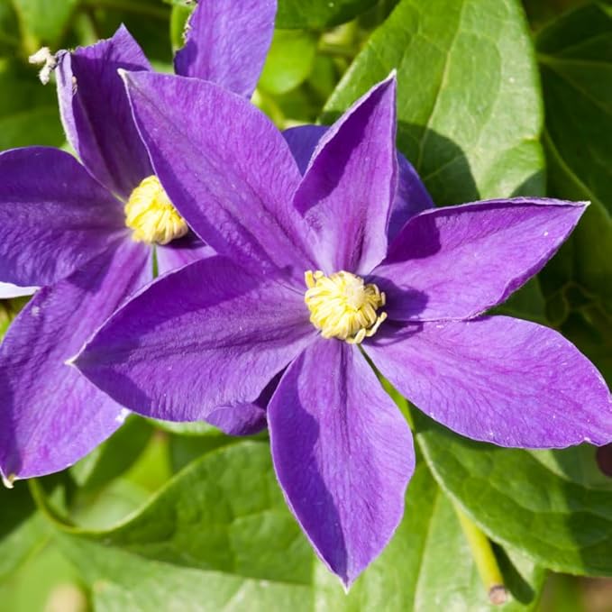 Clematis Vine Plant, Clematis Vine Plants Live in 2.5 Inch Pot, Perennial Climbing Clematis Plants Live for Outdoor Garden (Light Purple Flowers)