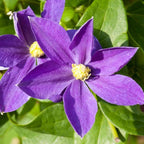 Clematis Vine Plant, Clematis Vine Plants Live in 2.5 Inch Pot, Perennial Climbing Clematis Plants Live for Outdoor Garden (Light Purple Flowers)