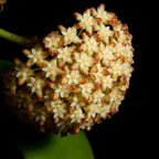 2 Light Yellow Hoya Plants Live Houseplants, Indoor Outdoor Planting, Starter 5-8 Inches in Tall, Well-Rooted for Zones 9-11
