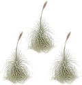 ragnaroc Live air Plant - Tillandsia Tectorum Air Plant 4-6" – 3ct – Unique Shape with Silvery Fuzz – Low Maintenance Houseplant – Perfect for Decor, Terrariums, Gifts - Live Arrival Guaranteed