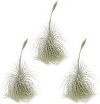ragnaroc Live air Plant - Tillandsia Tectorum Air Plant 4-6" – 3ct – Unique Shape with Silvery Fuzz – Low Maintenance Houseplant – Perfect for Decor, Terrariums, Gifts - Live Arrival Guaranteed