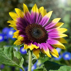 480+ Rare Sunflower Seeds - Red, Purple, Blue, Black-Centered, Charcoal, Teddy Bear & Smiley - Non-GMO, High Germination & Pollinator Friendly - Ideal for Outdoor Gardens, Containers & Borders