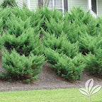 Sea Green Juniper - 40 Live Plants - Juniperus Chinensis - Hardy Evergreen Privacy Screen
