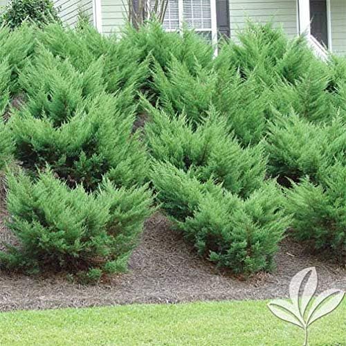 Sea Green Juniper - 40 Live Plants - Juniperus Chinensis - Hardy Evergreen Privacy Screen