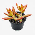 2" Live Succulent Plants Sedum Adolphi 'Firestorm', Mini Potted Succulents, Easy Care Indoor Houseplant, Unique Gifts, Home Office Décor