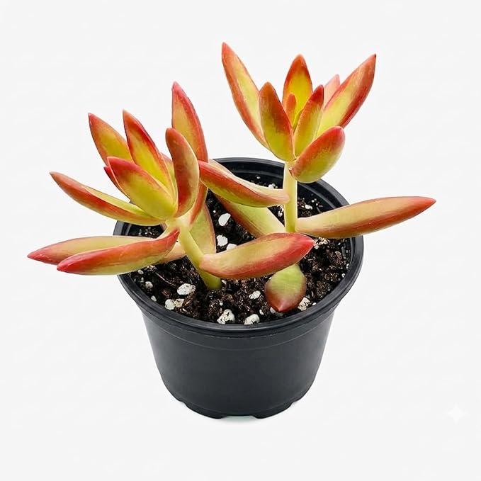 2" Live Succulent Plants Sedum Adolphi 'Firestorm', Mini Potted Succulents, Easy Care Indoor Houseplant, Unique Gifts, Home Office Décor