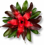 Bromeliad Medusa Red Live Plant, Bromeliads Live Plant, Colorful Indoor Plants, Perfect Mothers Day Plants Gift, Bromeliad Plants Live Houseplants