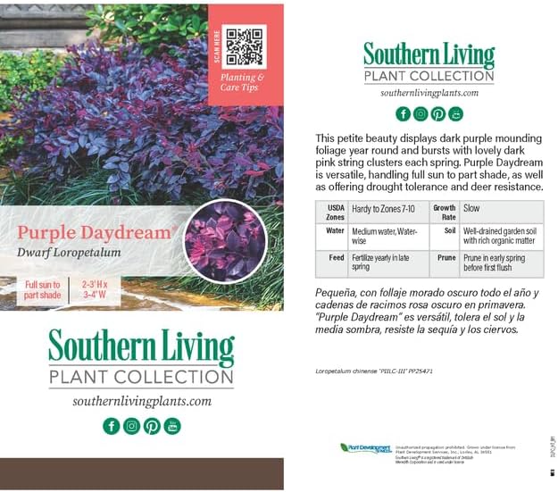 Purple Daydream Loropetalum, 1 Gallon, Compact Evergreen Bush with Pink Spring Flowers, Purple Foliage