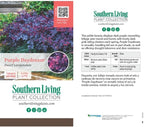 Purple Daydream Loropetalum, 1 Gallon, Compact Evergreen Bush with Pink Spring Flowers, Purple Foliage