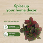 BubbleBlooms Red Hypoestes phyllostachya 2 inch Set of 3 Flamingo Polka Dot Plant Tiny Mini Pixie Plants