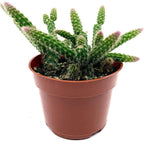 4" Rat Tail Cactus Rare Live Cactus Succulent Fully Rooted-Aporocactus Flagelliformis Live Plant. Easy to Grown Indoor/Outdoor.