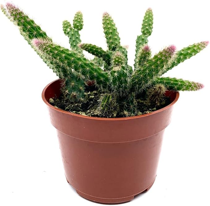4" Rat Tail Cactus Rare Live Cactus Succulent Fully Rooted-Aporocactus Flagelliformis Live Plant. Easy to Grown Indoor/Outdoor.