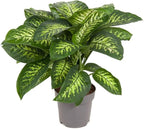 Gardenera Premium DIEFFENBACHIA Potting Soil Mix - Ideal for Growing Robust and Healthy Dieffenbachia - 3 Quart