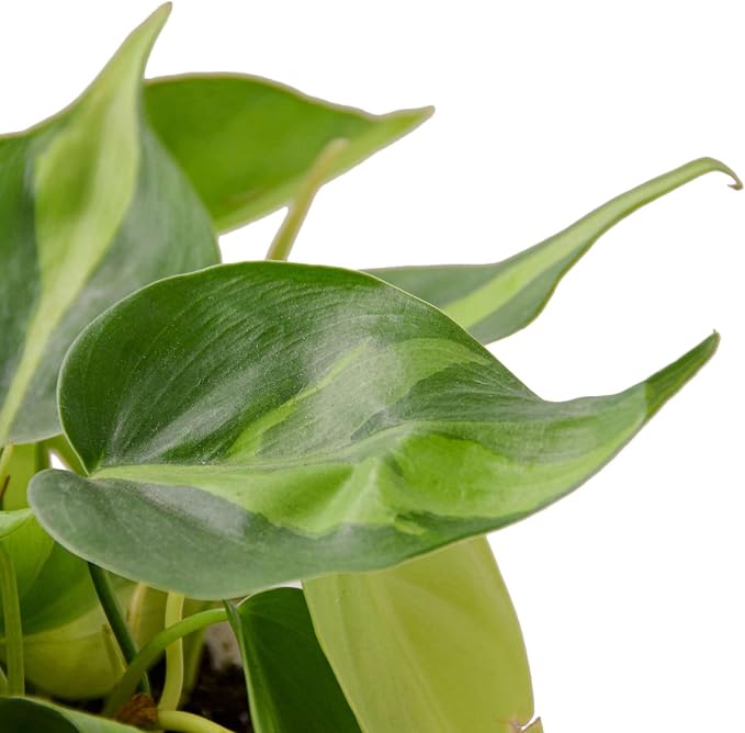 Philodendron Hederaceum Brasil Live Plant for Indoor | Different Houseplants in 4'' & 6'' Pot | Real House Plant for Living Room, Office, Desk & Bathroom | Cordatum