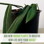 LEAL PLANTS ECUADOR Anthurium Pallidiflorum (Pack of 2)| Green Live Plant for Indoor |Rare & Exotic Indoor Plants for Living Room | Unique Gift for Plant Lovers