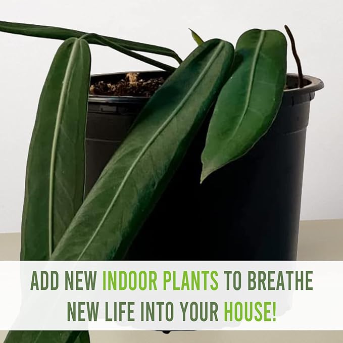 LEAL PLANTS ECUADOR Anthurium Pallidiflorum (Pack of 2)| Green Live Plant for Indoor |Rare & Exotic Indoor Plants for Living Room | Unique Gift for Plant Lovers