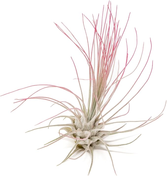 Fuchsia Colorful Tillandsia Air Plants - Long Lasting Color Enhanced Live Tillandsia Succulent House Plants - Home and Garden Decor - Easy Care Indoor/Outdoor Plants (Argentea Thin, Single)