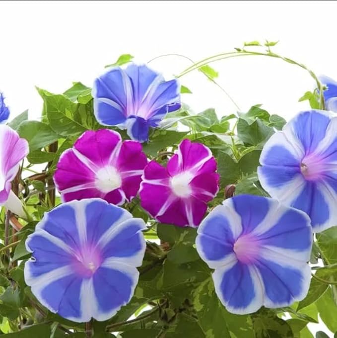 50+ Mix Japanese Morning Glory Seeds Climbing Vine Flowers Perennial Ipomoea Bloom in Summer Plant