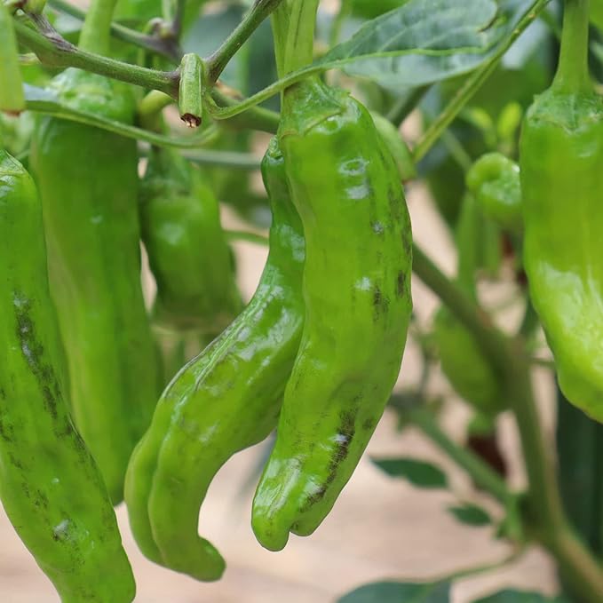 Bonnie Plants Shishito Pepper 19.3 oz. 4-Pack