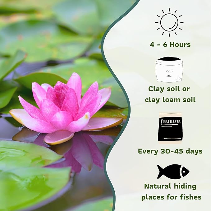 Mainam Mix Colorful Hardy Water Lily Tuber Live Aquarium Plant for Freshwater Fish Pond Balcony Buy 2 GET Fertilizer Free (Red Nymphaea Mayla)