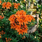 Azalea Live Plant, Live Azalea Plants, Flowering Shrub with Vibrant Red Blooms, 4-7 Inches Tall in 4 Inch Pot (Orange)