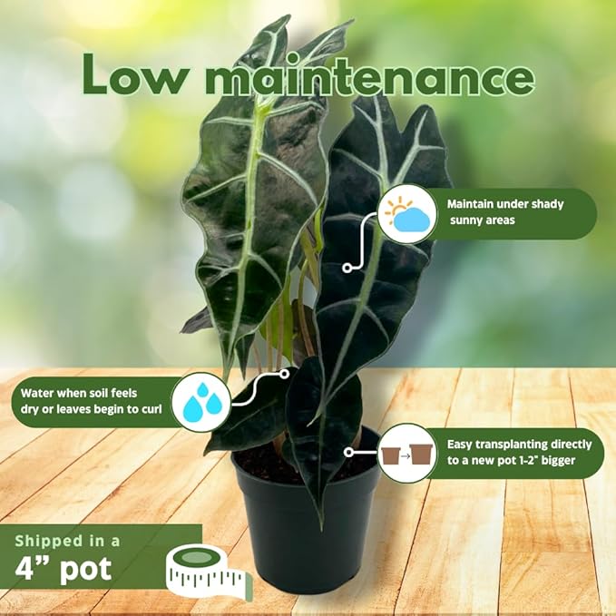 BubbleBlooms Alocasia African mask, 4 inch amazonica Polly