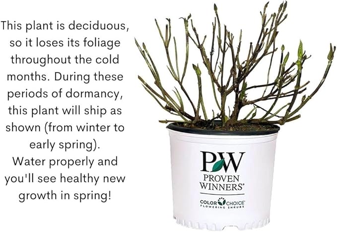 Proven Winners 2 Gal. Fairytrail Fresco Hydrangea Shrub