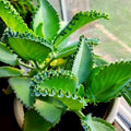 Kalanchoe Plant Live, Mother of Thousands Live Plant in 2" Pot, Rare Succulent Indoor Houseplant (Green Kalanchoe)