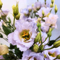 Eustoma Lisianthus Plant Live, Lisianthus Flowers Well Rooted Plug 2-3 Inch Height, Lisianthus Thornless Roses Seedling (Pastel Blue Lisianthus)