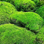 Preserved Pole Moss Pillow Bun Cushion Natural Green Decorative Real Natural Green DIY Kit Terrariums Gardenning Art Wall Decor Florist Decor Easter Table Decor Wedding(12.0 sq.ft., Green-B)