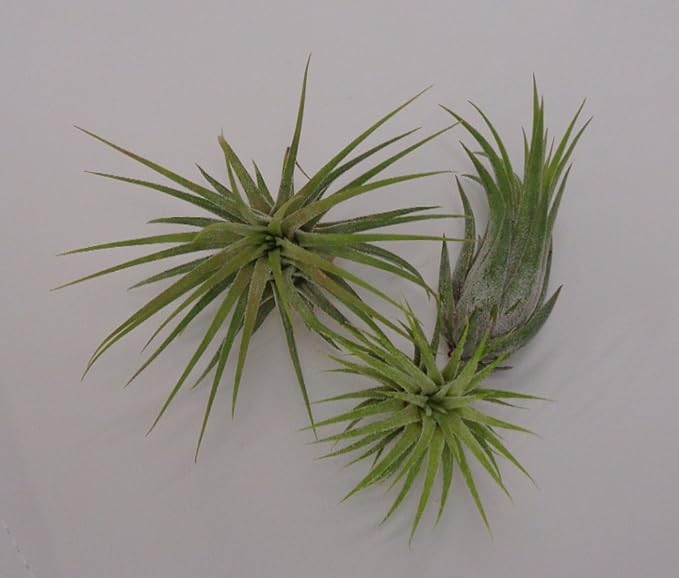 CTS Air Plants Tillandsia Ionantha Assorted 3 Pack