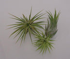 CTS Air Plants Tillandsia Ionantha Assorted 3 Pack